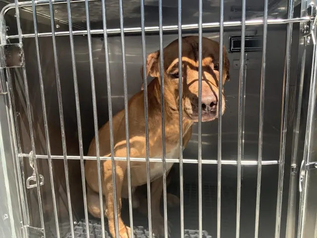 Adoptable Dog