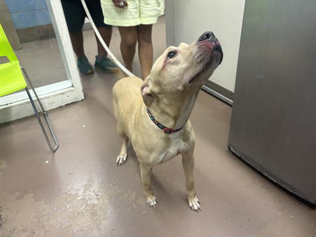 Adoptable Dog