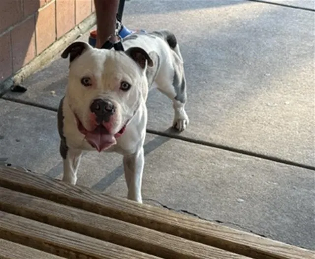 Adoptable Dog