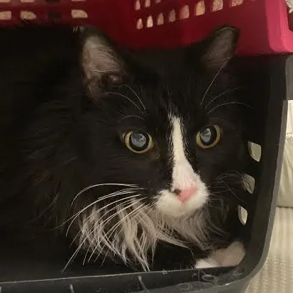 Adoptable Cat