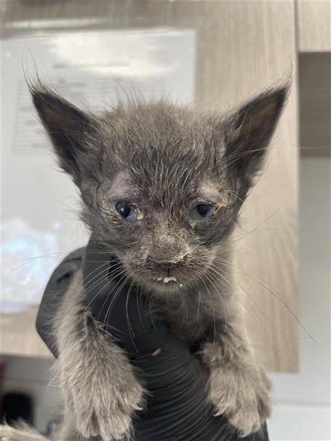 Adoptable Cat
