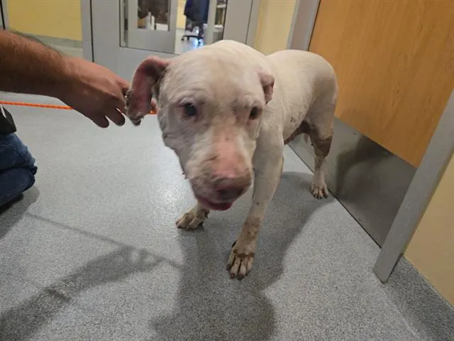 Solara