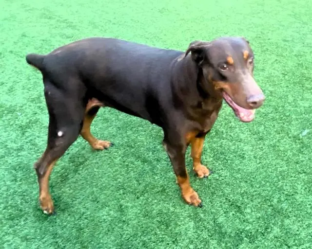 Kona