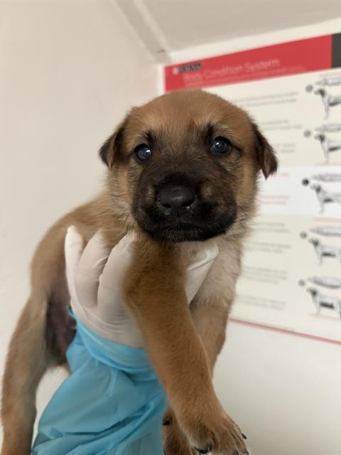 Adoptable Dog