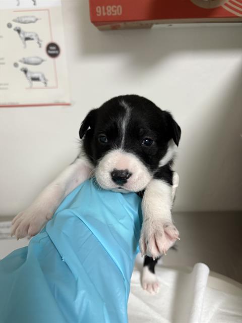 Adoptable Dog