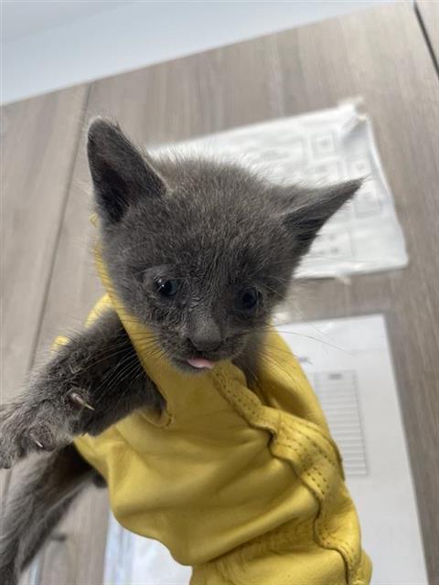 Adoptable Cat