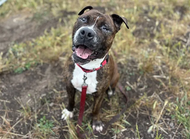 Cornelius