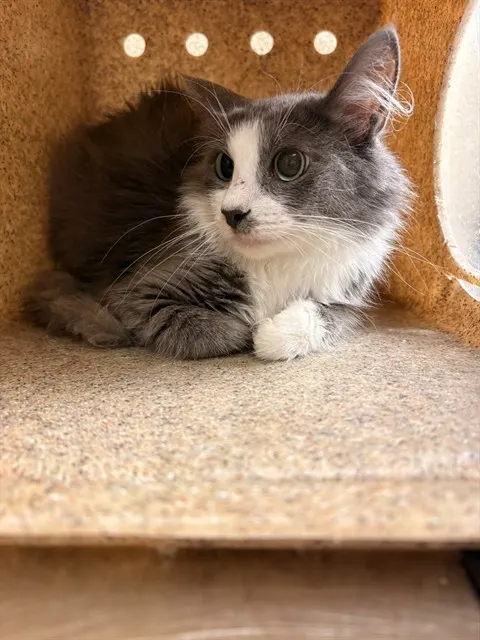 Titi
