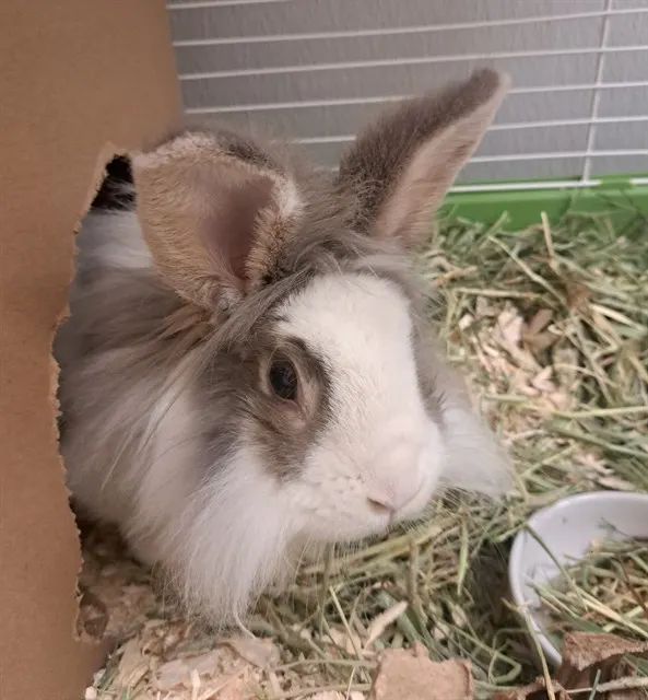 Winnifred