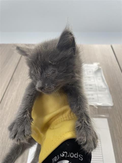 Adoptable Cat