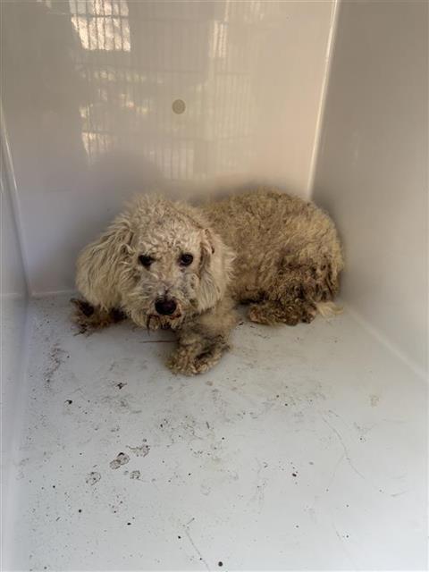 Adoptable Dog