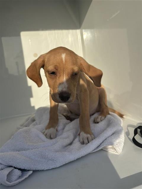 Adoptable Dog