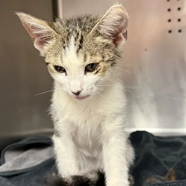 Adoptable Cat