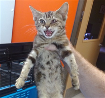 Adoptable Cat
