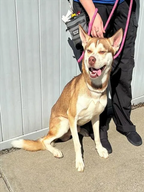 Rory Blank'S Rad Dog