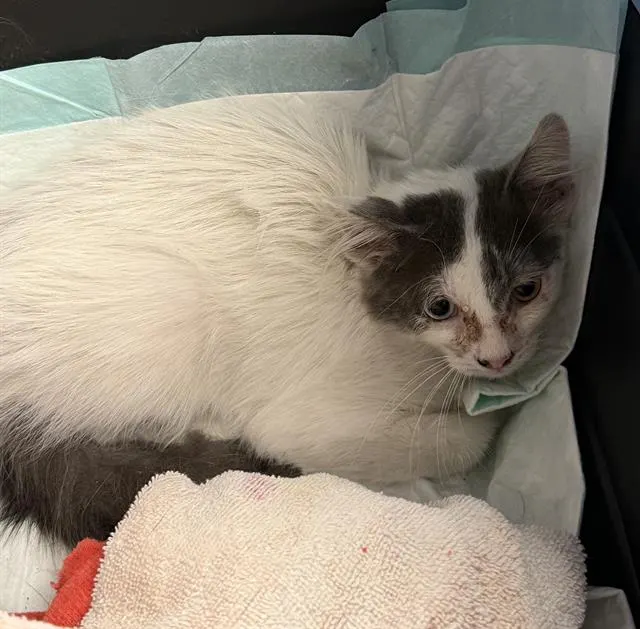 Ziggy - Adoption Pending