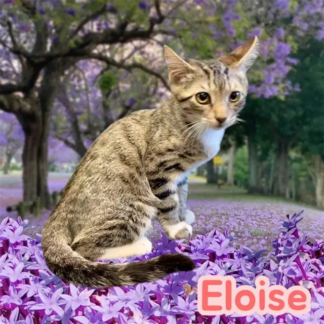 *Eloise