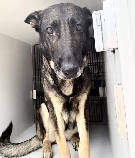 Adoptable Dog