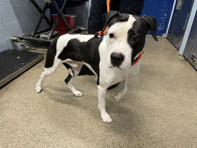 Pongo