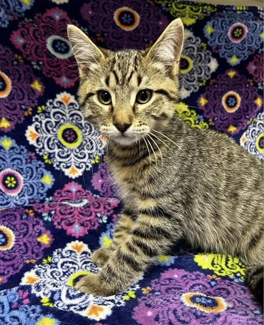 Adoptable Cat
