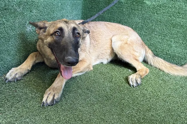 Adoptable Dog