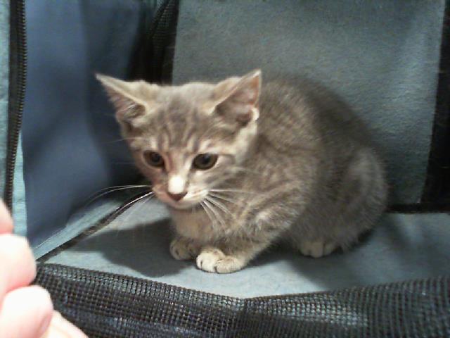 Adoptable Cat