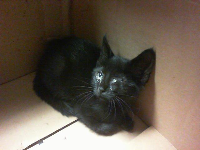 Adoptable Cat