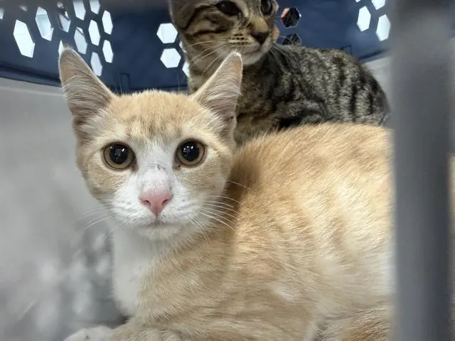 Adoptable Cat