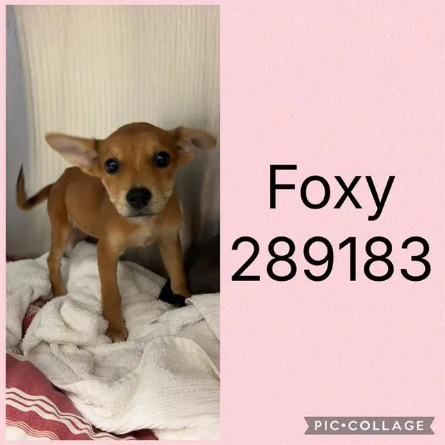 Foxy