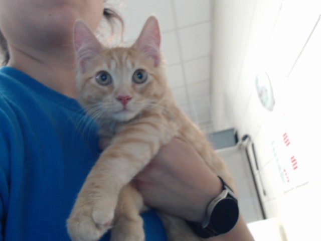 Garfield 2.0