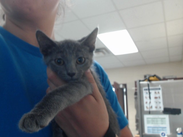 Adoptable Cat