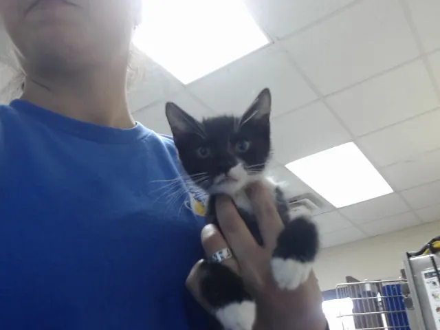 Adoptable Cat