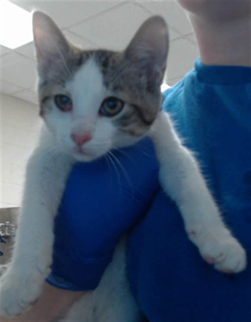Adoptable Cat