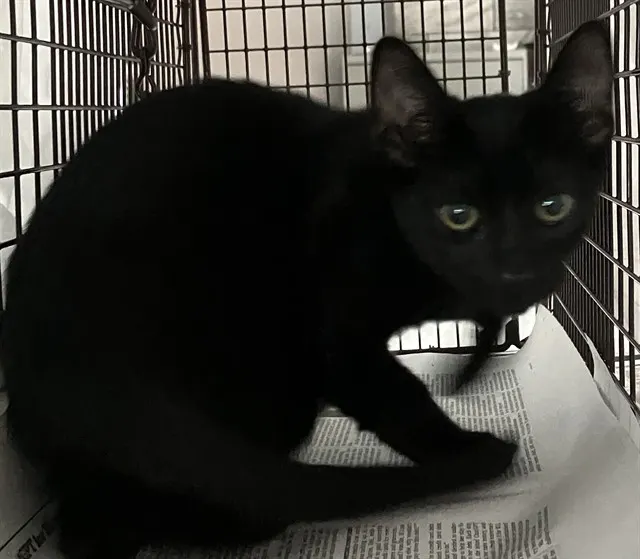 Adoptable Cat
