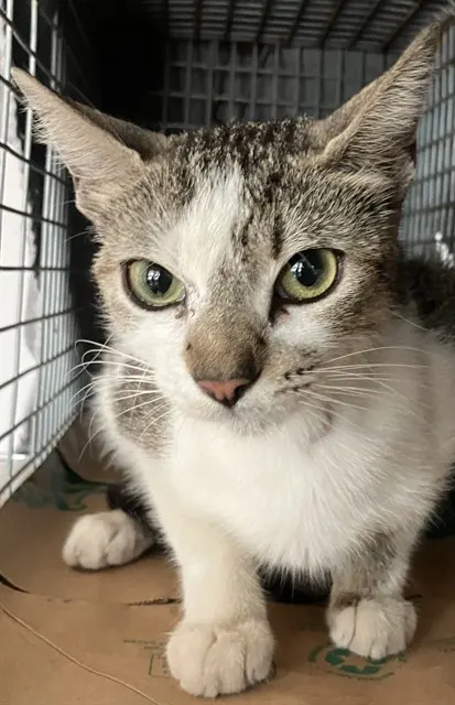 Adoptable Cat