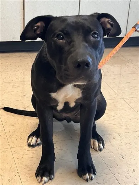 Adoptable Dog