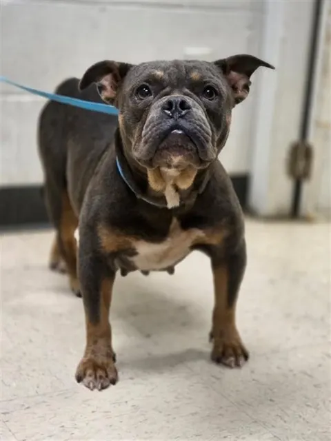 Adoptable Dog