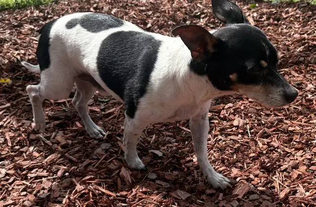Frank