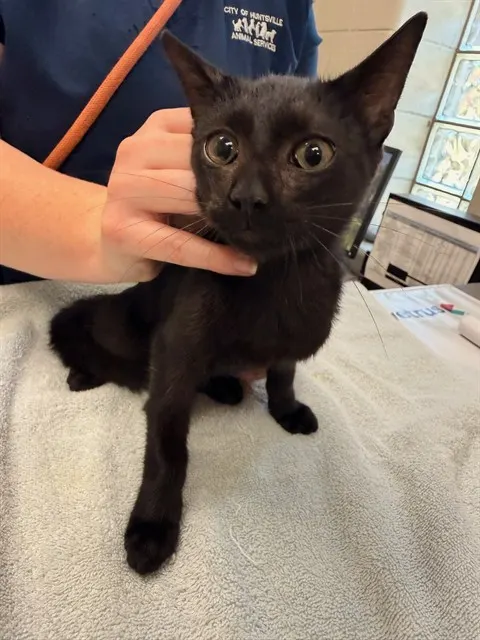 Micah