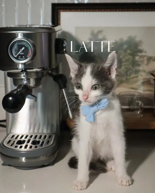 Latte