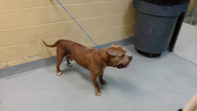 Adoptable Dog