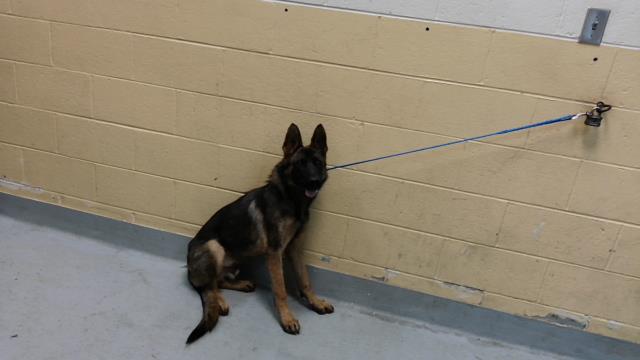 Adoptable Dog
