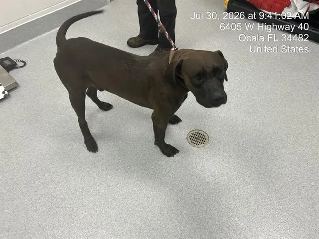 Adoptable Dog