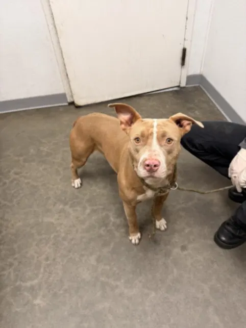 Adoptable Dog