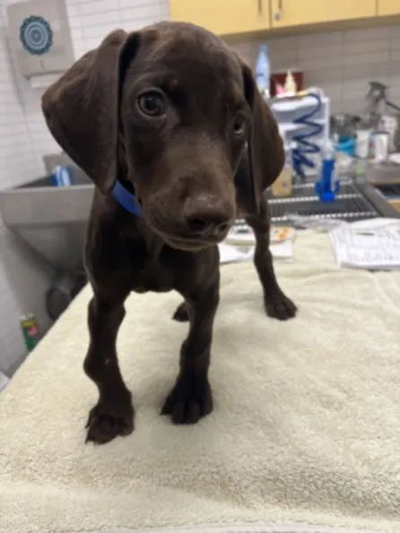 Adoptable Dog