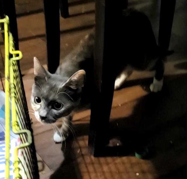 Adoptable Cat