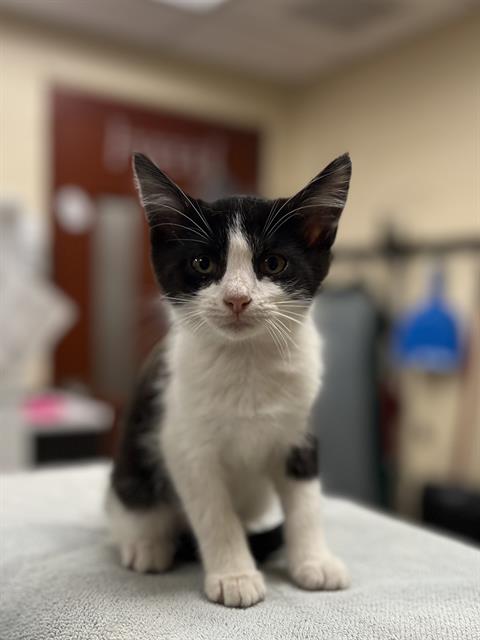 Cg Whiskers