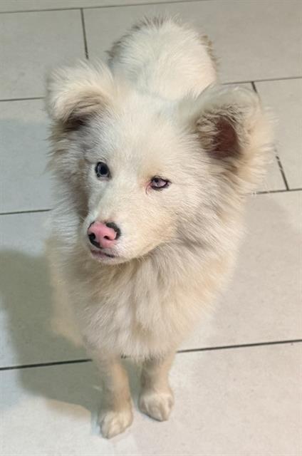 Adoptable Dog