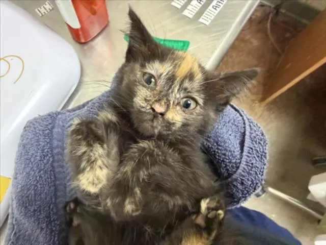 Catalina