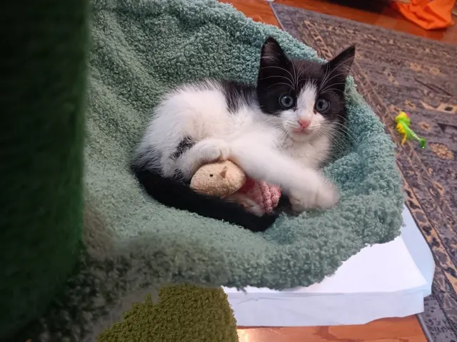 Sir Isaac Mewton
